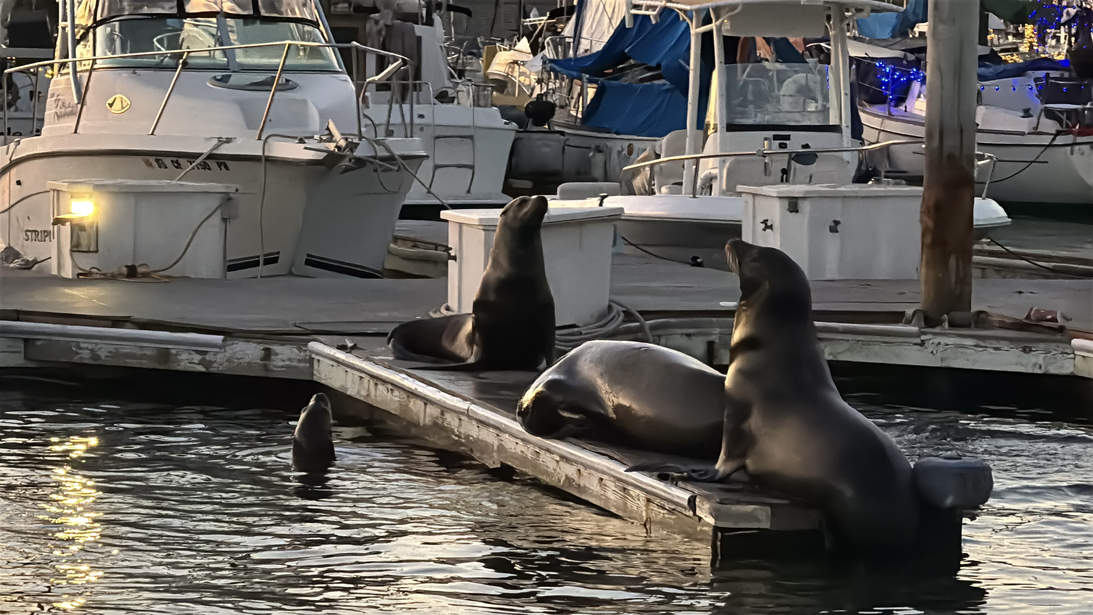 Dana Point Sea Lions